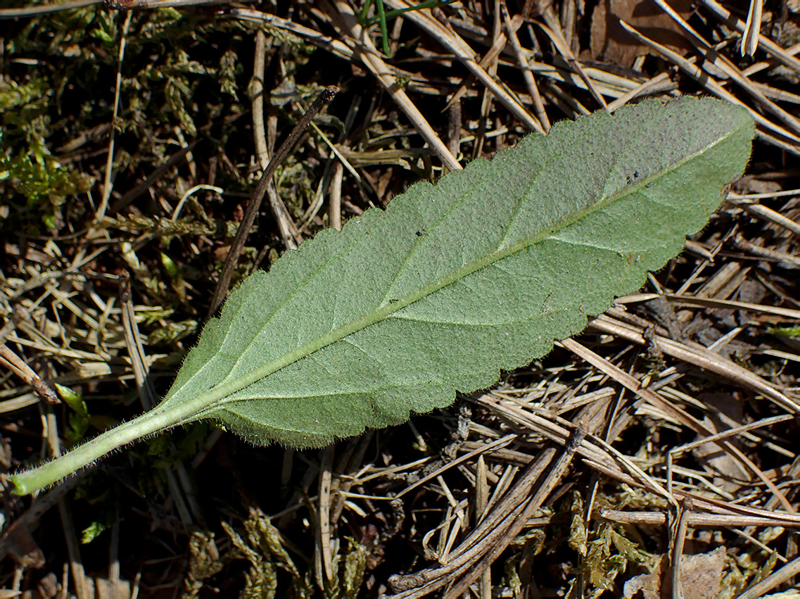 Image of genus Veronica specimen.