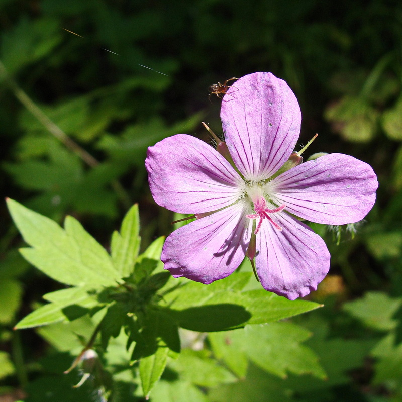 Image of Geranium maximowiczii specimen.