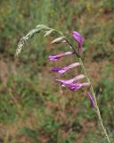 Astragalus varius. Соцветие. Ульяновская обл., Мелекесский р-н, долина р. Бирля, остепнённый береговой склон. 05.08.2023.