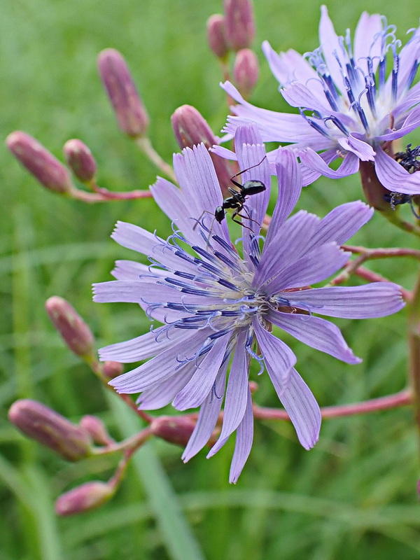 Image of Lactuca sibirica specimen.