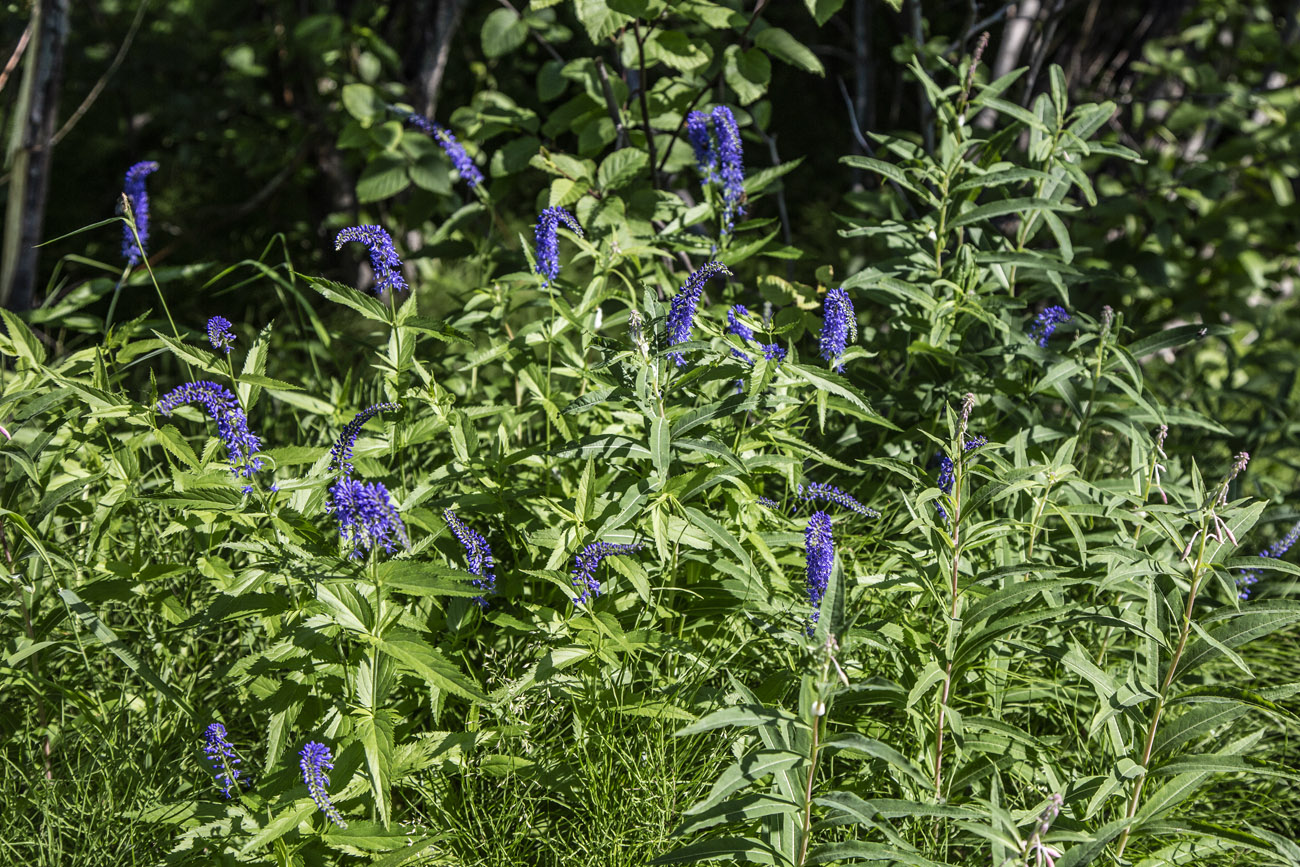 Image of Veronica longifolia specimen.