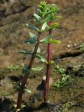 Hippuris tetraphylla
