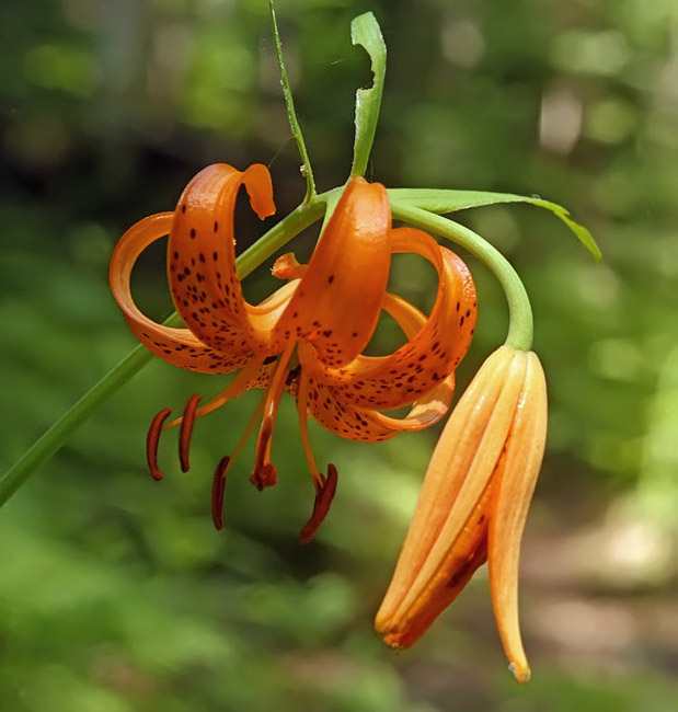 Изображение особи Lilium debile.