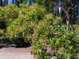 род Pyracantha