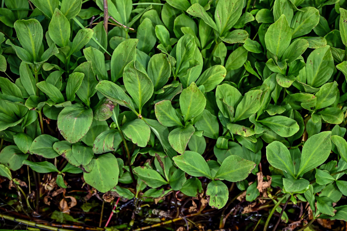 Image of Menyanthes trifoliata specimen.