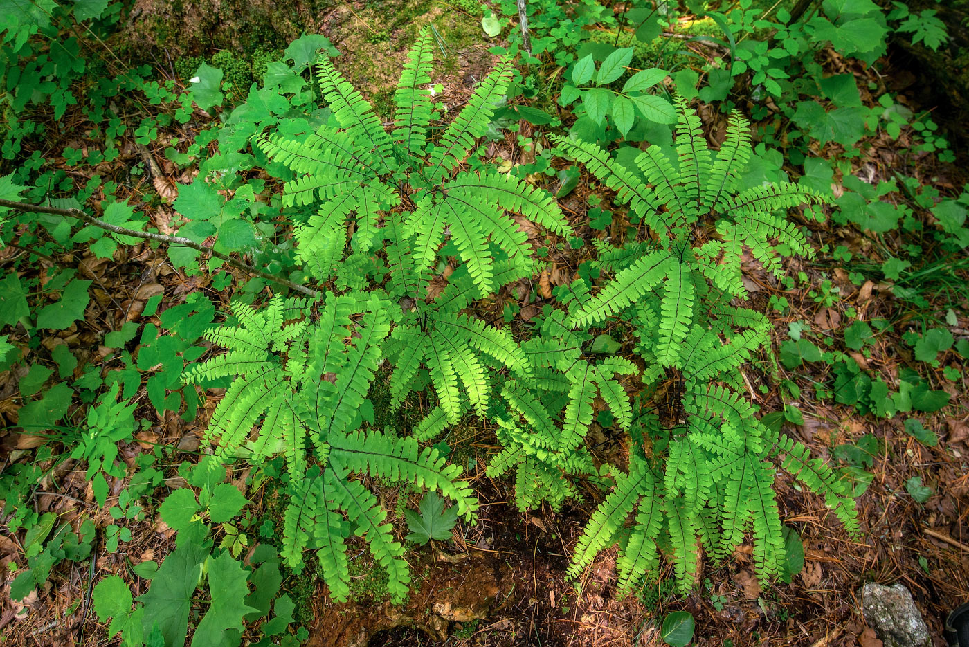 Image of Adiantum pedatum specimen.