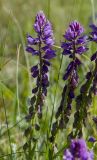 Polygala sibirica