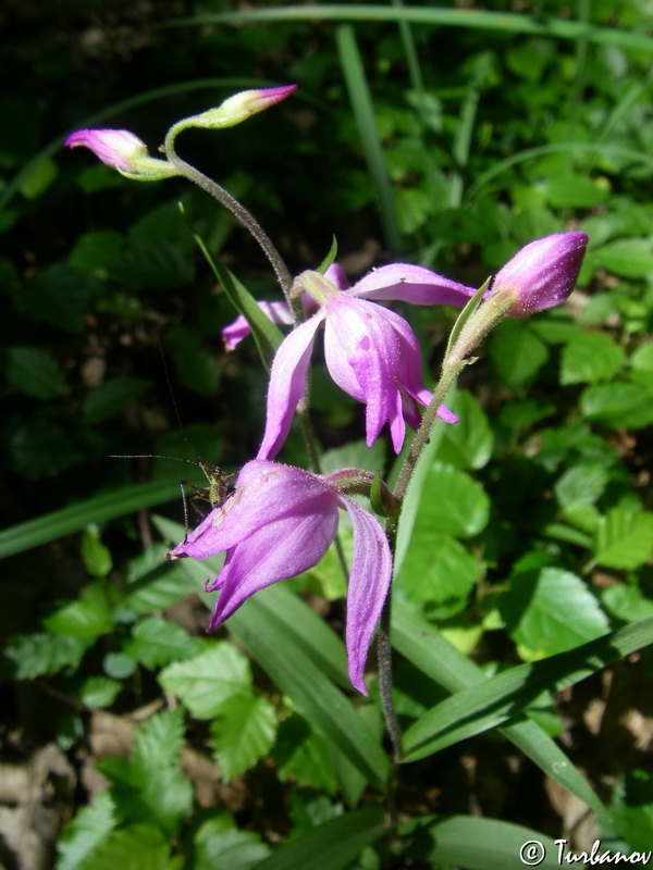 Image of Cephalanthera rubra specimen.