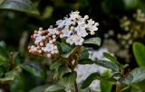 Viburnum tinus. Верхушка побега с соцветием. Краснодарский край, Сочи, Хостинский р-н, парк \"Дендрарий\", в культуре. 13.03.2025.