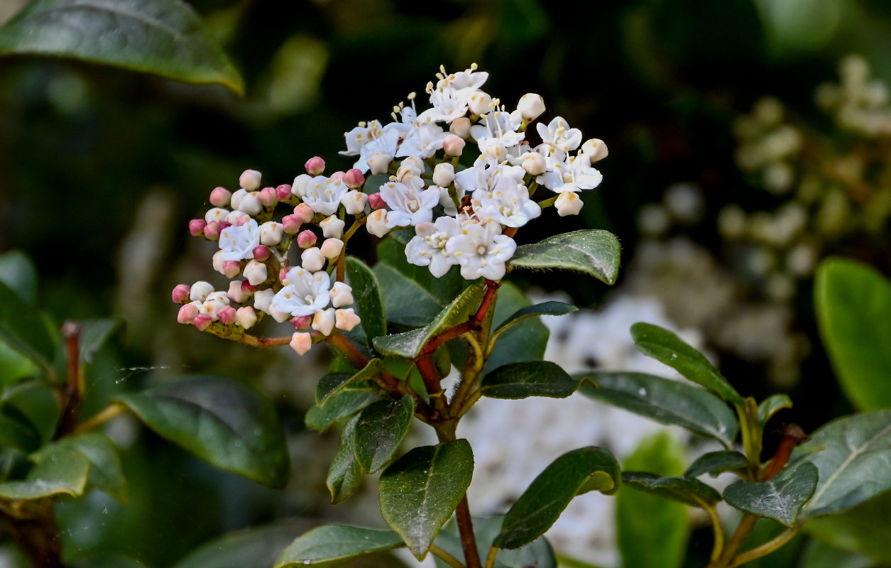 Image of Viburnum tinus specimen.