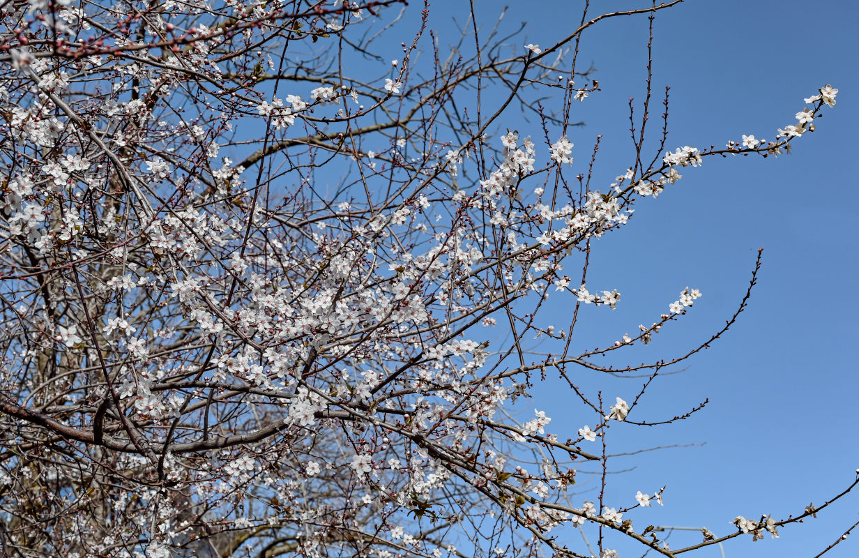 Image of genus Prunus specimen.