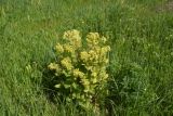 Scrophularia chrysantha. Цветущее растение. Грузия, Самцхе-Джавахети, окр. с. Апниа, выс. 1720 м н.у.м., луг. 18 мая 2025 г.