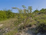 Rosa canina. Цветущее растение. Краснодарский край, Крымский р-н, окр. станицы Неберджаевская, ур. Темрючки, заброшенный мергелевый карьер, на отвале грунта. 06.06.2025.