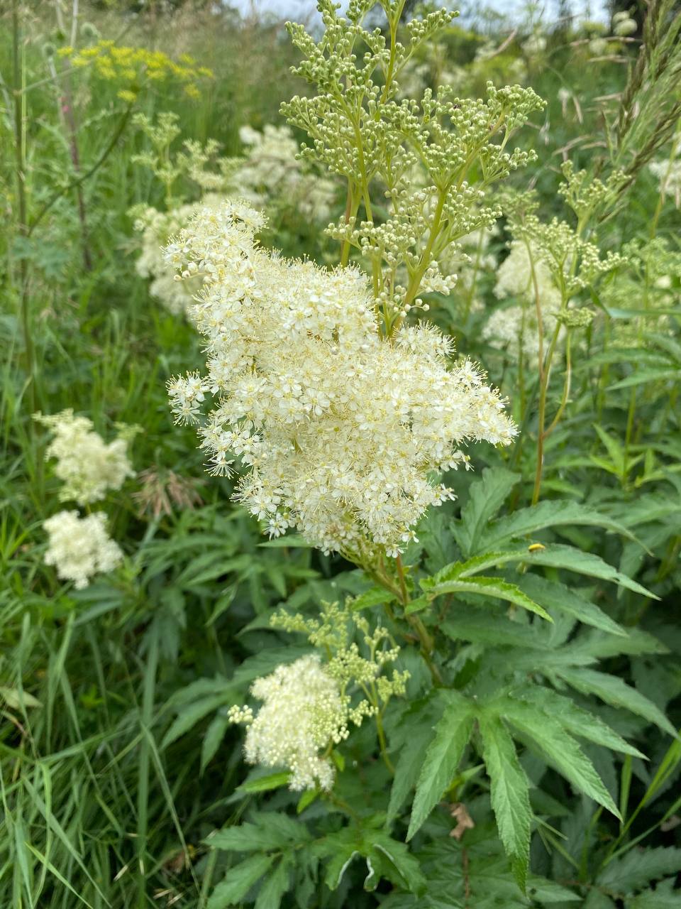 Image of Filipendula ulmaria specimen.