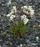 Silene paucifolia. Цветущее растение на каменистой террасе. Коми, Интинский р-н, нац. парк \"Югыд Ва\", Приполярный Урал, бассейн р. Пелингичей, долина руч. Южный. 17.07.2010.