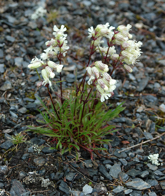 Image of Silene paucifolia specimen.