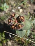 Euphorbia armena. Соцветие. Турция, ил Ван, р-н Битлис, восточный склон горы Немрут, сырт Магара, горная степь. 21 мая 2025 г.