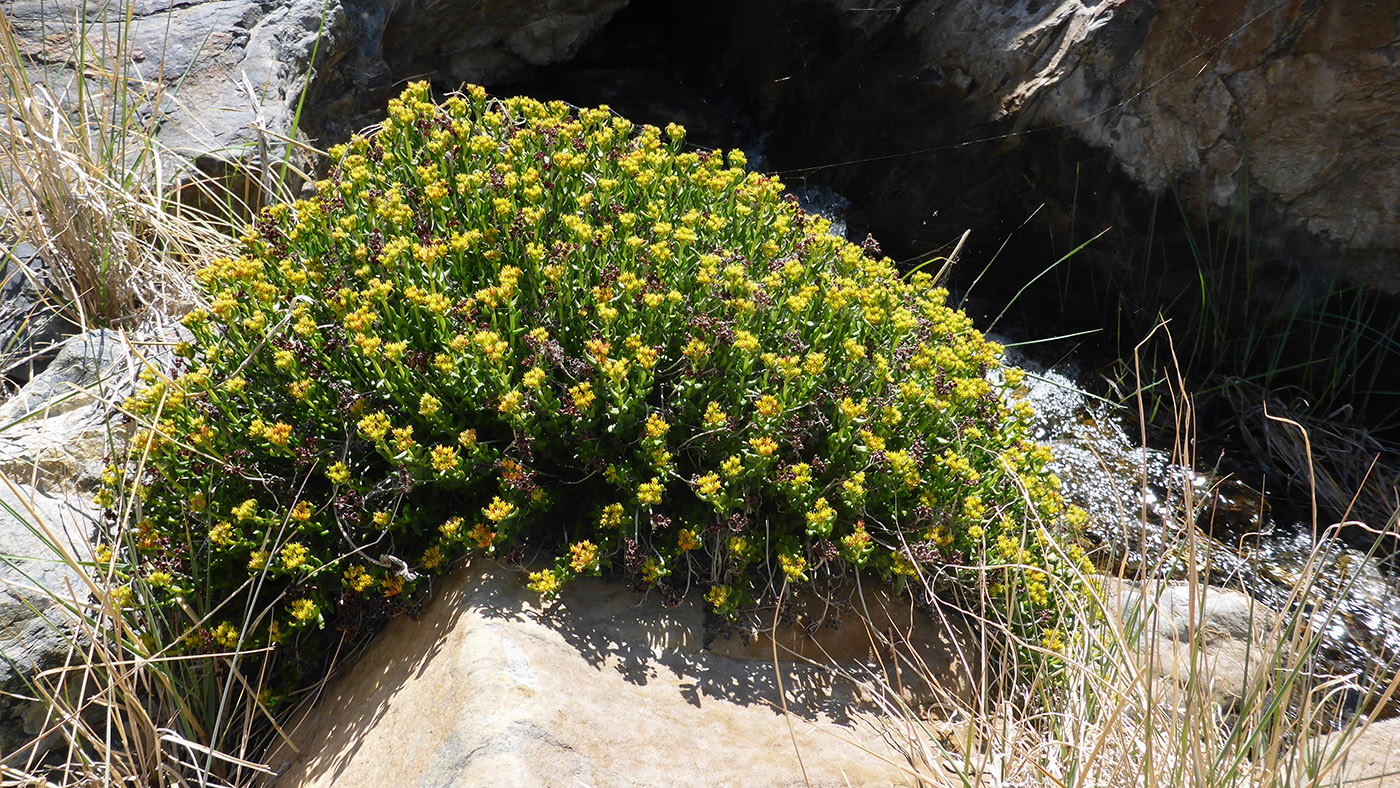 Image of Rhodiola gelida specimen.
