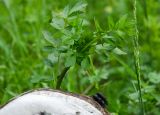род Thalictrum. Верхушка побега. Башкортостан, Кугарчинский р-н, окр. дер. Мурадымово, природный парк \"Мурадымовское ущелье\", опушка берёзового леса. 30 мая 2024 г.