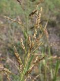 Sorghum halepense