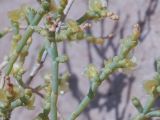 Arthrophytum balchaschense. Часть веточек с плодами. Казахстан, Жетысуская обл., Панфиловский р-н, отроги Джунгарского Алатау, горы Долонтау, пестроцветы. 20 сентября 2025 г.