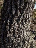 Quercus pubescens. Часть ствола. Крым, окр. пос. Новый Свет, государственный ботанический заказник \"Новый Свет\", гора Караул-Оба, скалистый западный склон. 14.04.2025.