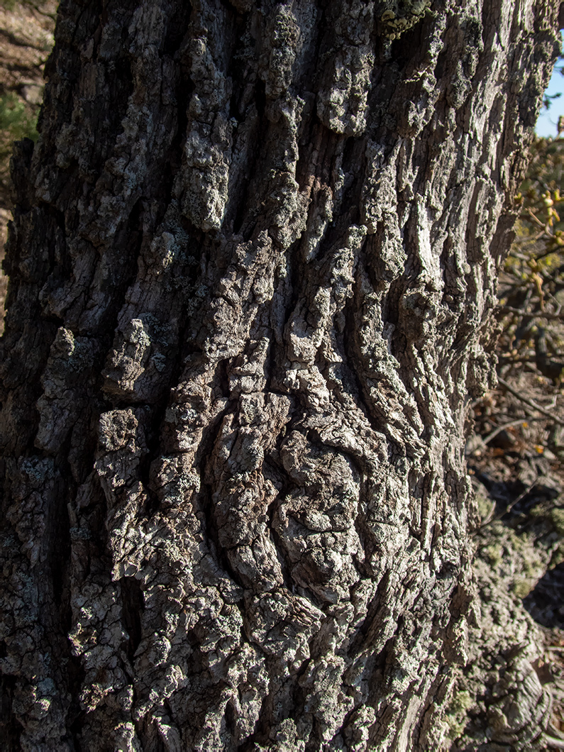 Изображение особи Quercus pubescens.