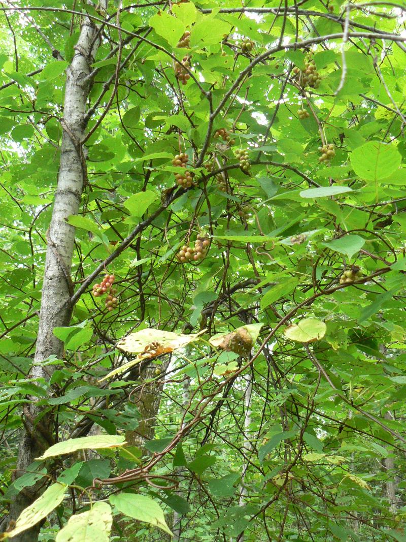 Изображение особи Schisandra chinensis.