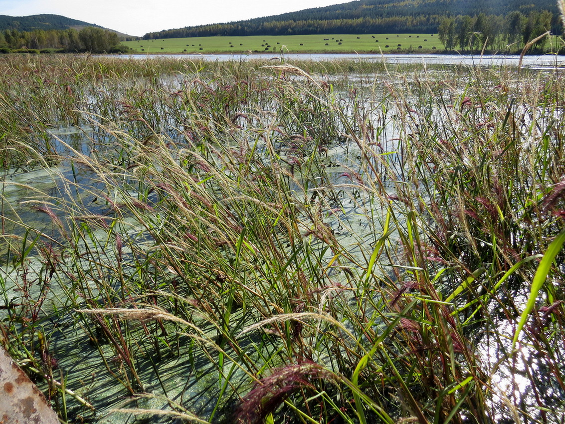 Image of Echinochloa caudata specimen.