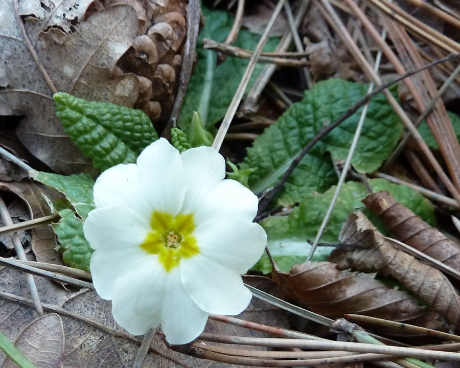 Изображение особи Primula vulgaris.