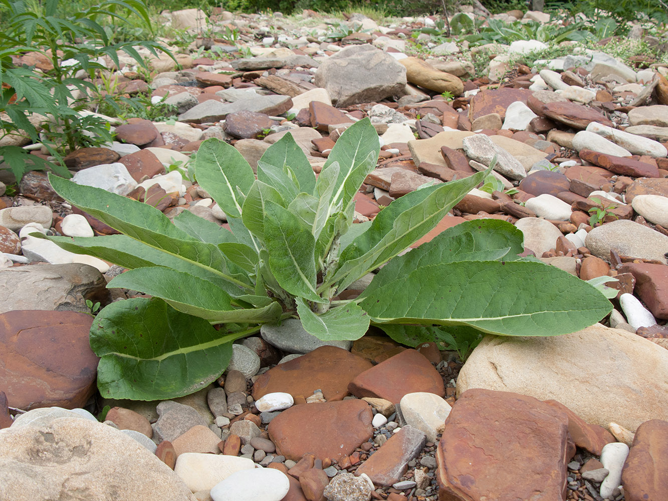 Изображение особи Verbascum gnaphalodes.