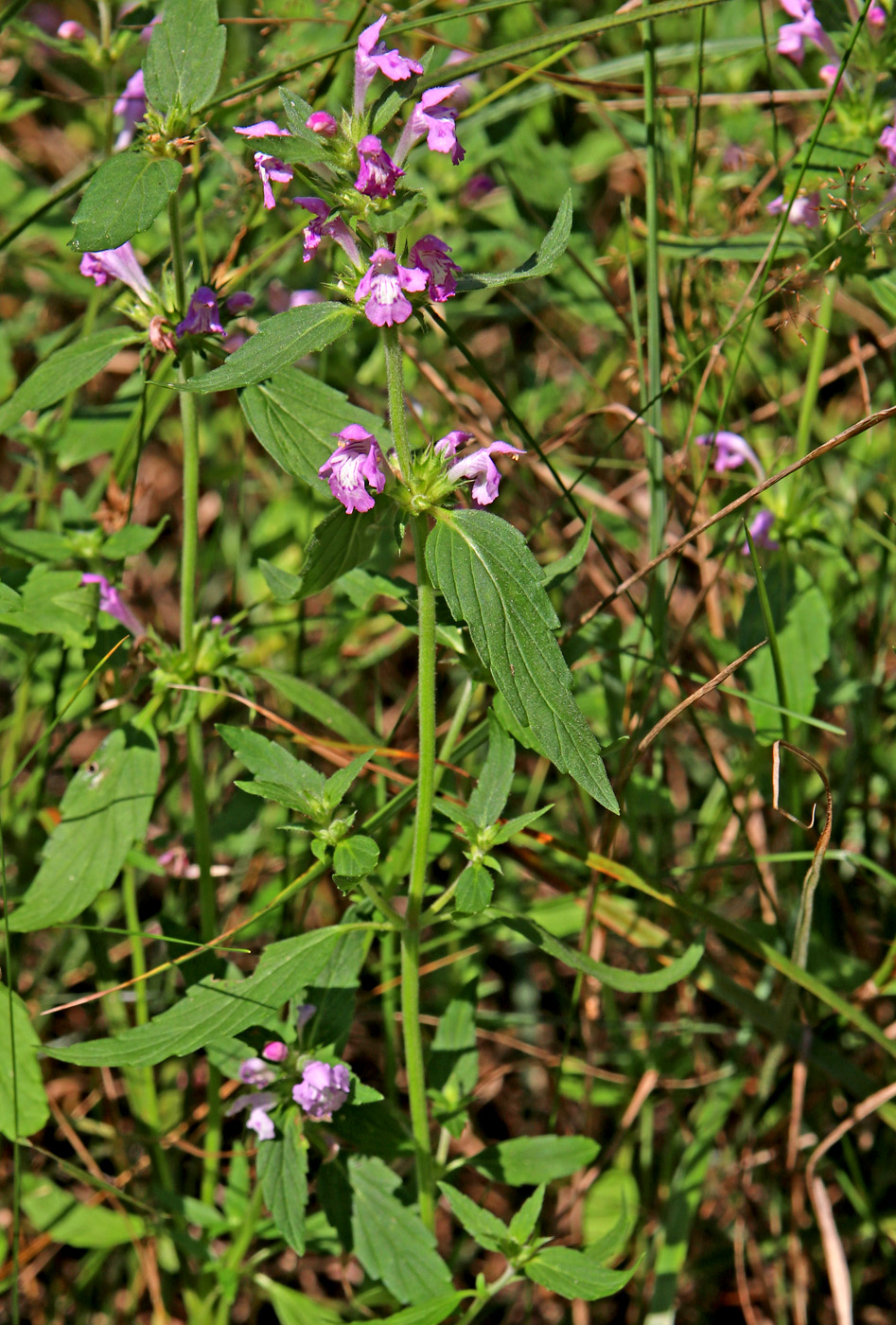 Image of Galeopsis ladanum specimen.