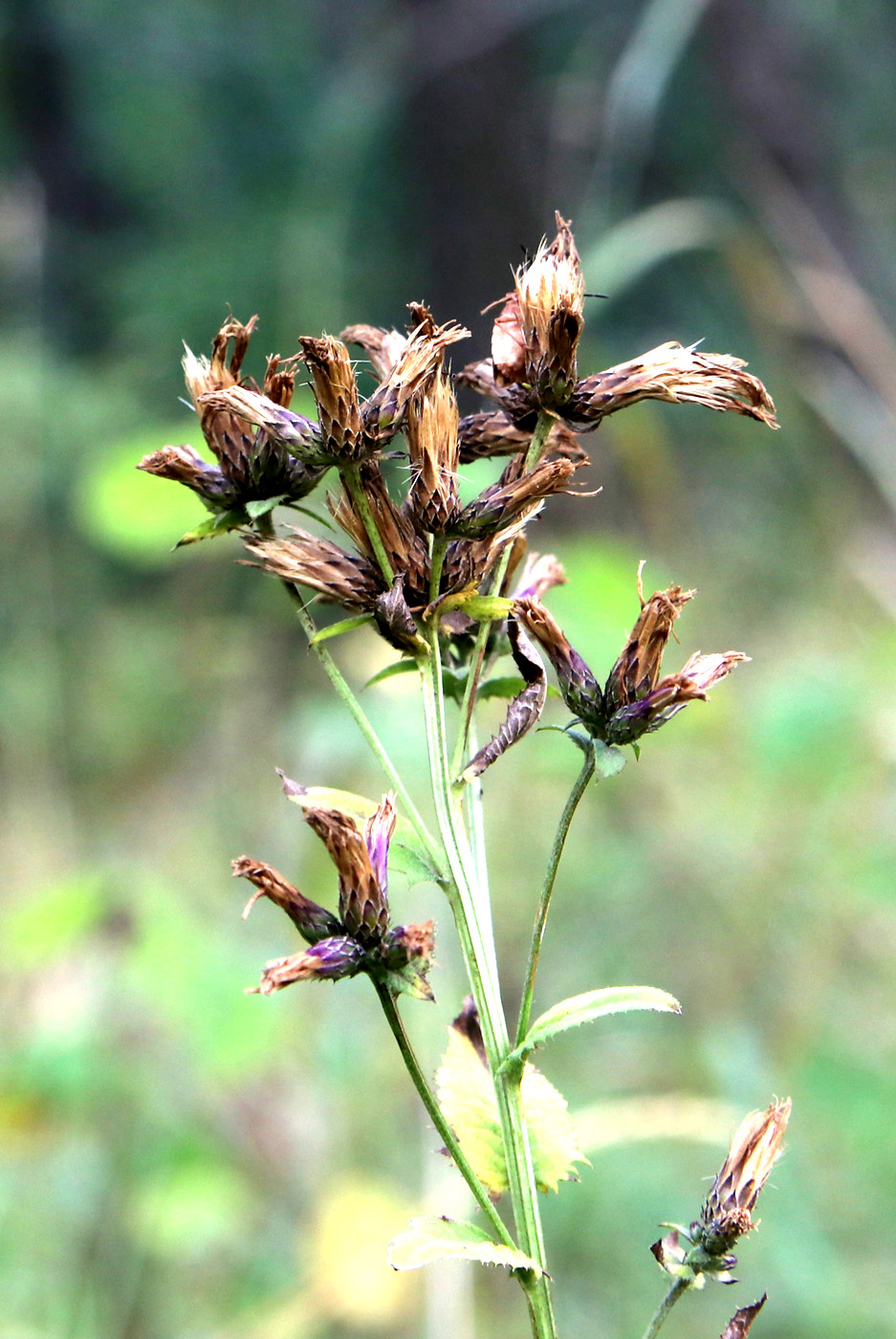 Изображение особи Serratula tinctoria.