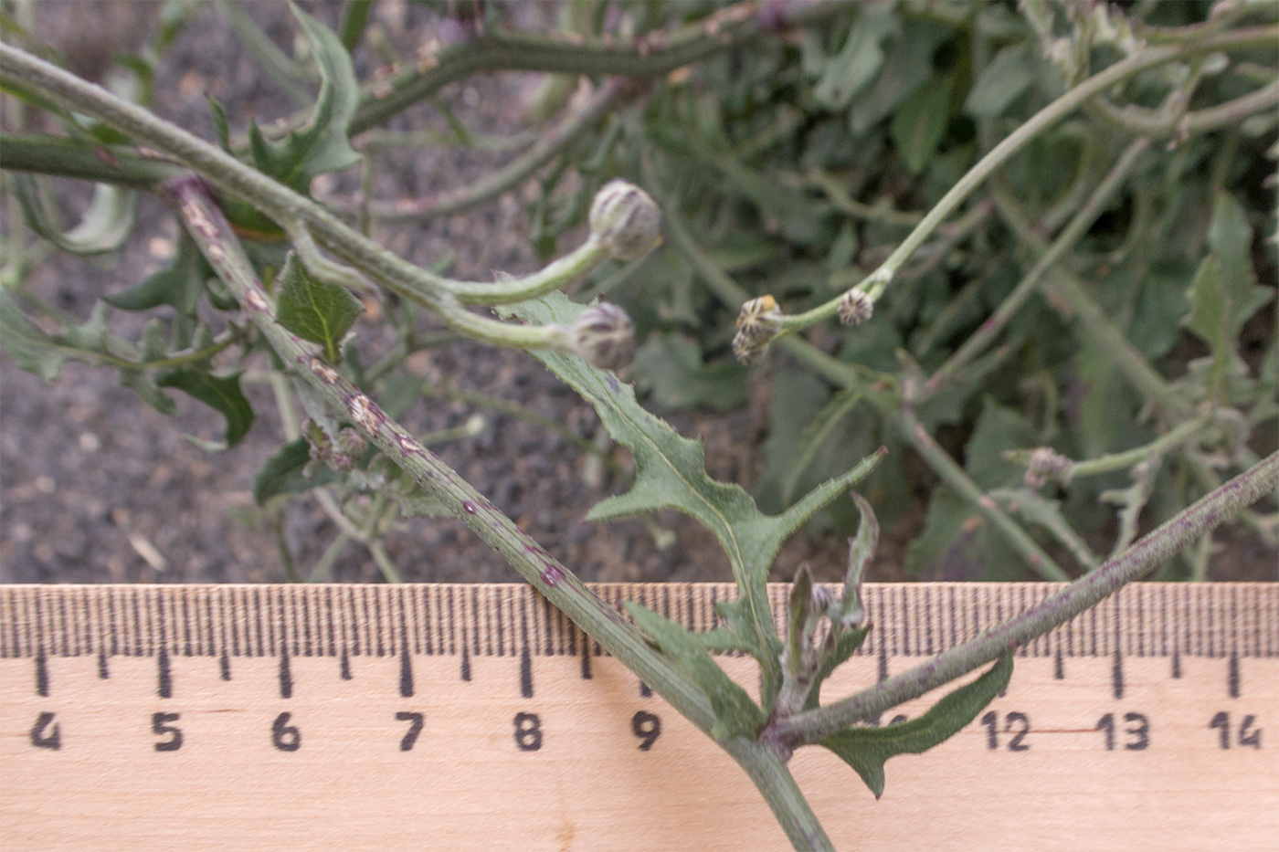 Изображение особи Crepis sonchifolia.