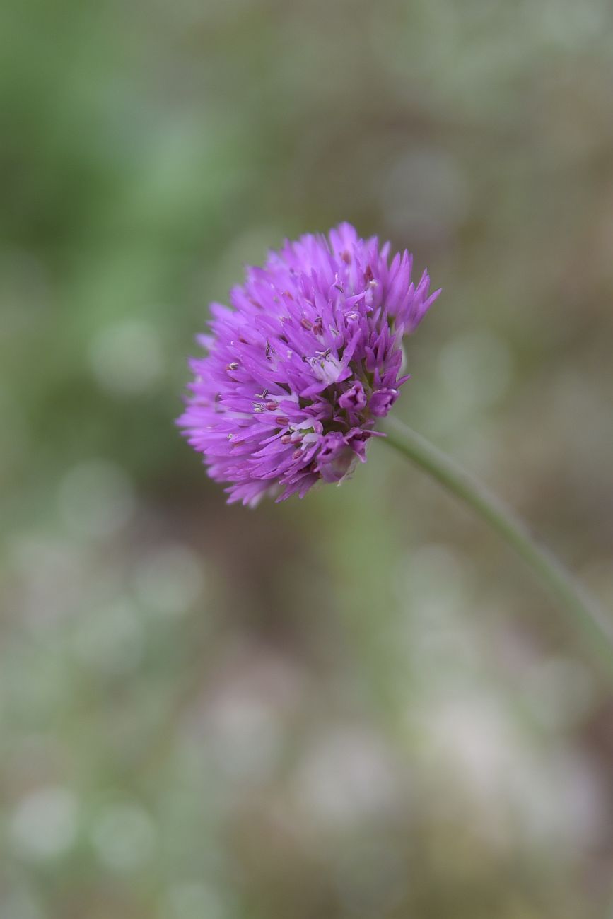 Image of genus Allium specimen.
