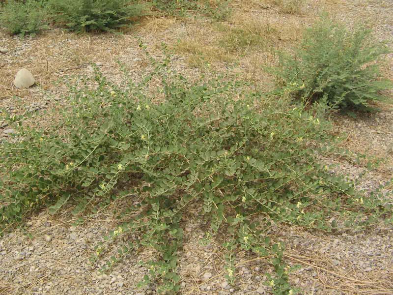Image of genus Capparis specimen.