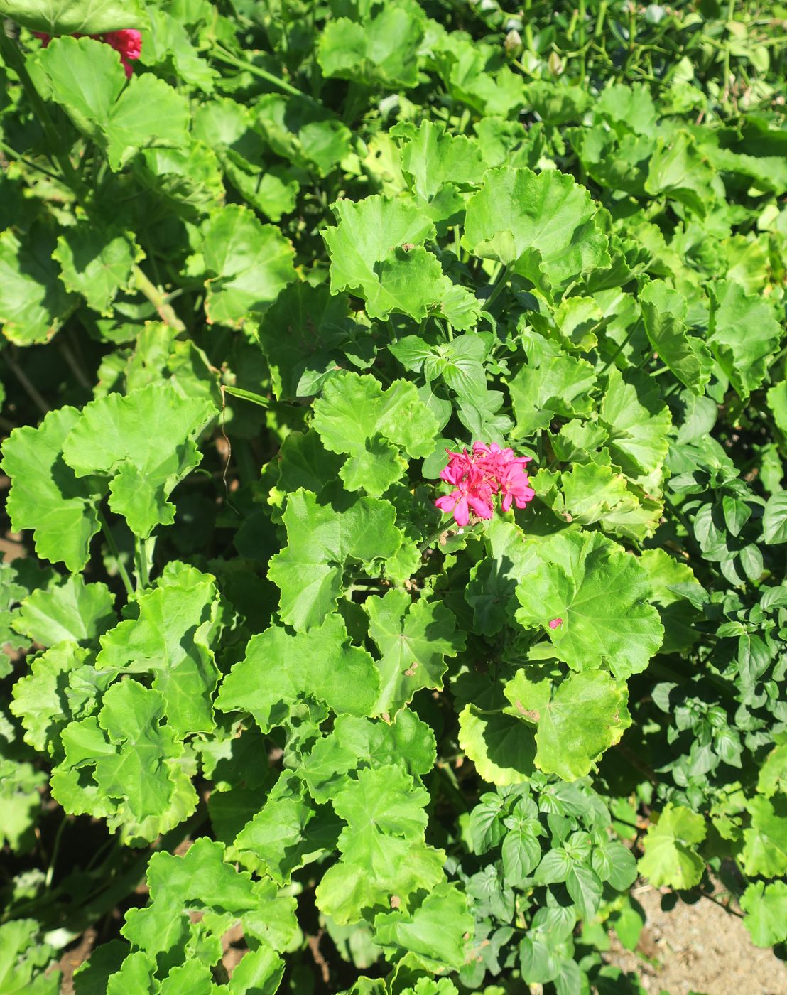Image of Pelargonium cucullatum specimen.