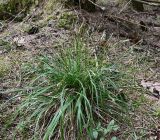 Image of taxon representative. Author is Григорий Токарев