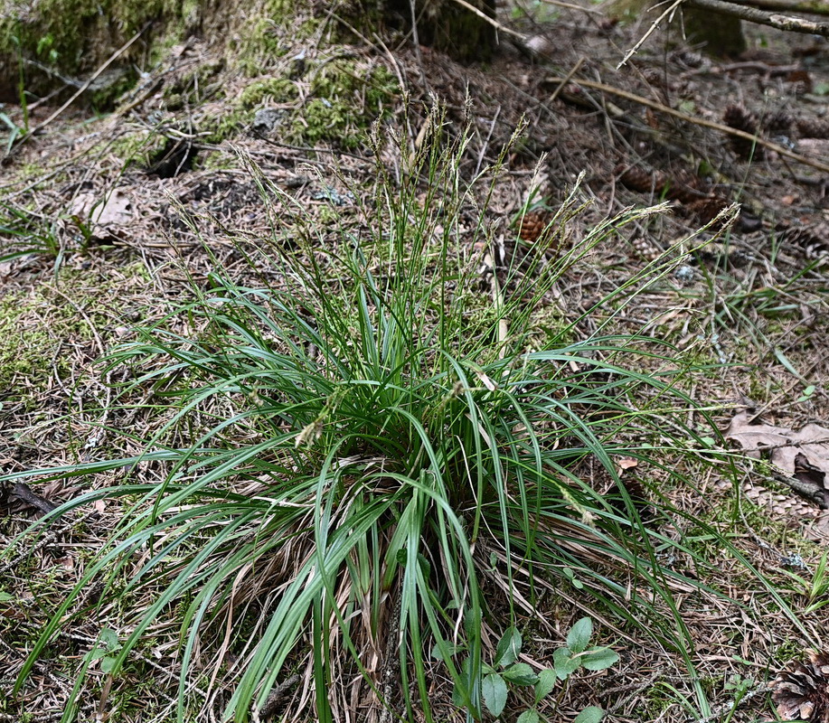 Image of genus Carex specimen.