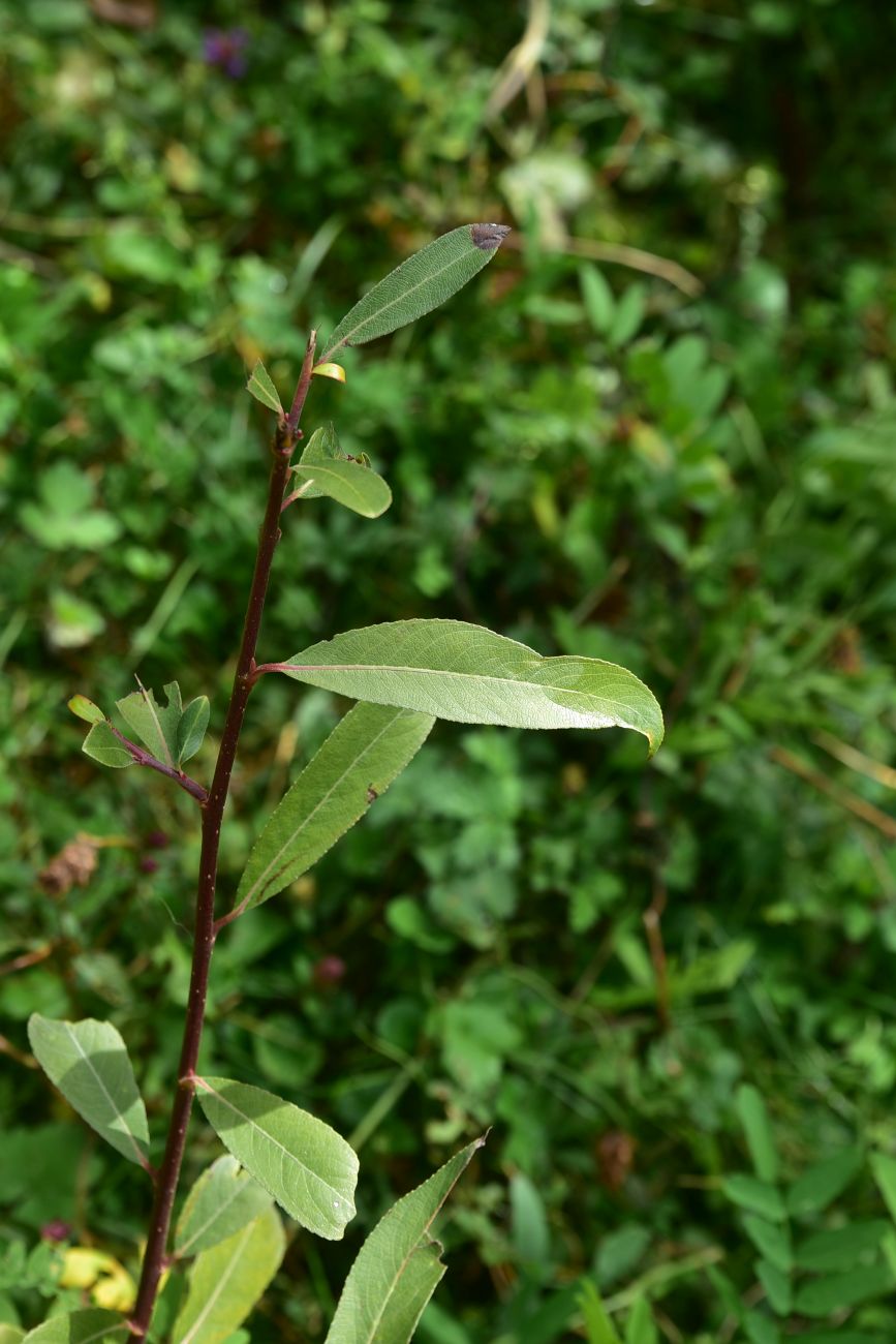 Изображение особи род Salix.