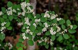 Cotoneaster multiflorus. Верхушка ветви с соцветиями. Китай, пров. Ганьсу, хр. Циляньшань, дол. Матисы, ≈ 2600 м н.у.м., смешанный лес. 05.06.2025.