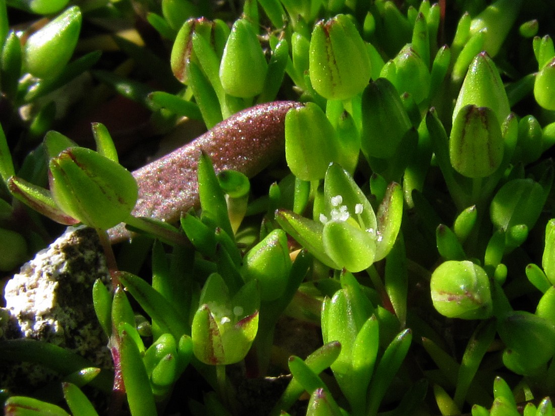Image of Sagina maritima specimen.