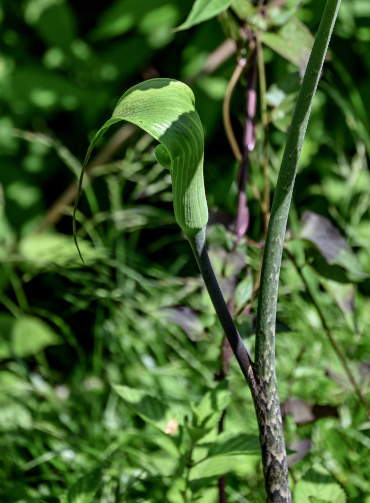 Изображение особи Arisaema consanguineum.