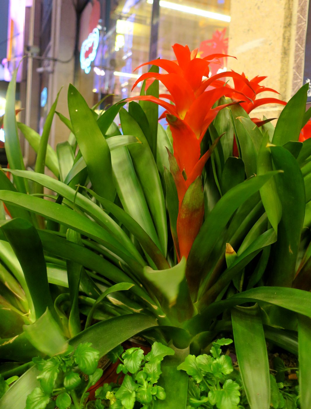 Image of Guzmania lingulata specimen.