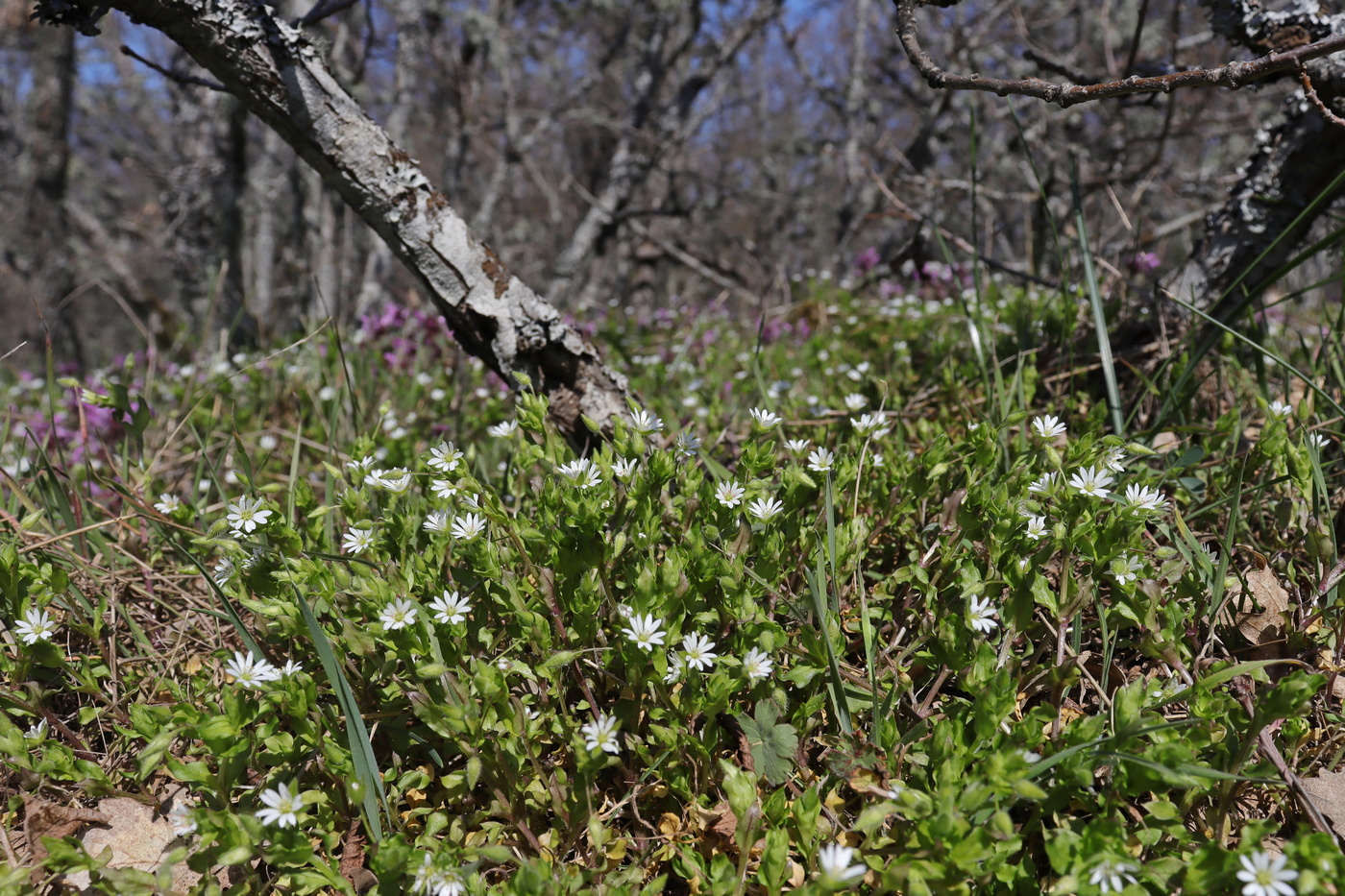 Изображение особи Stellaria neglecta.