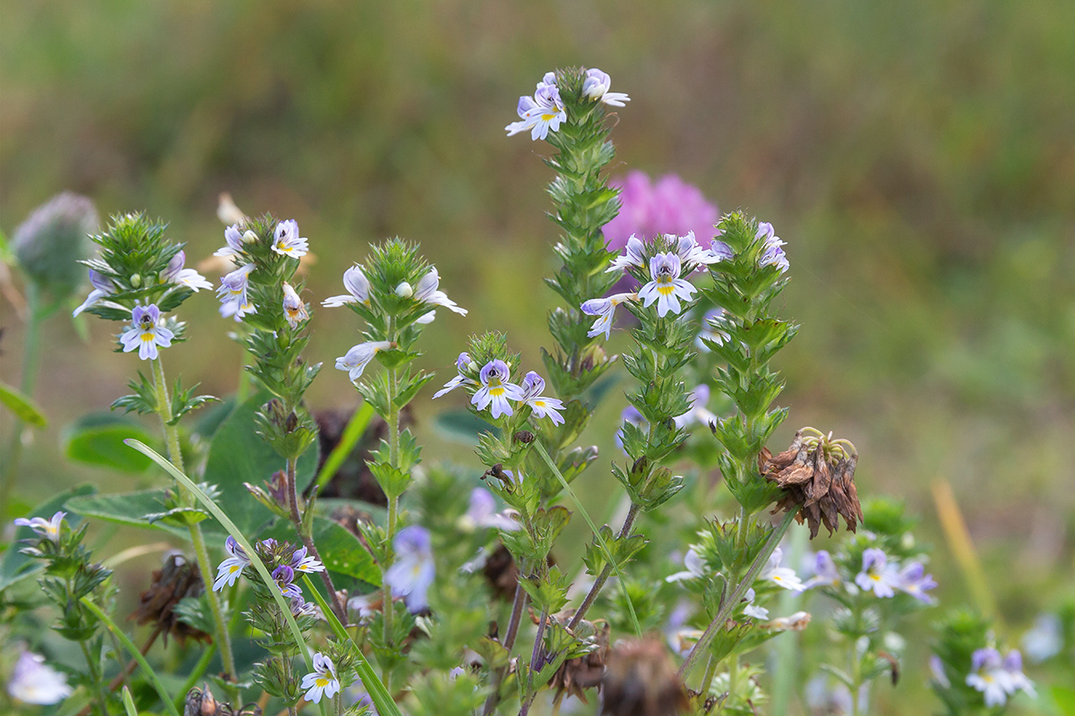 Image of genus Euphrasia specimen.