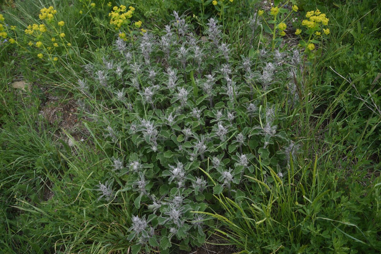 Изображение особи род Stachys.