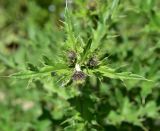unknown species. Верхушка растения с развивающимися соцветиями. Кабардино-Балкария, Приэльбрусье, левый борт ущелья р. Шхельда, 600 м выше устья, высокотравный луг. 23 июня 2025 г.