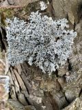 genus Physcia