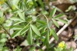 Corydalis subjenisseensis